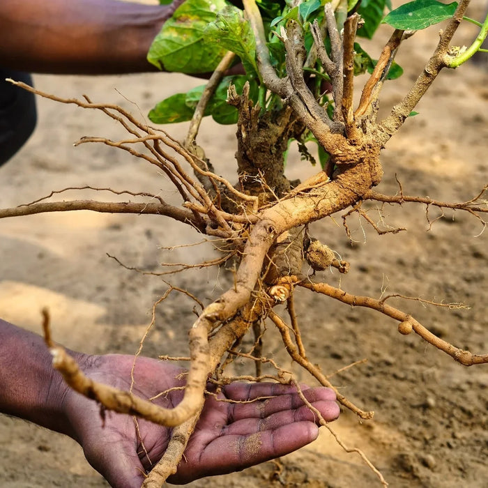 Ashwagandha Roots | Natures Zest