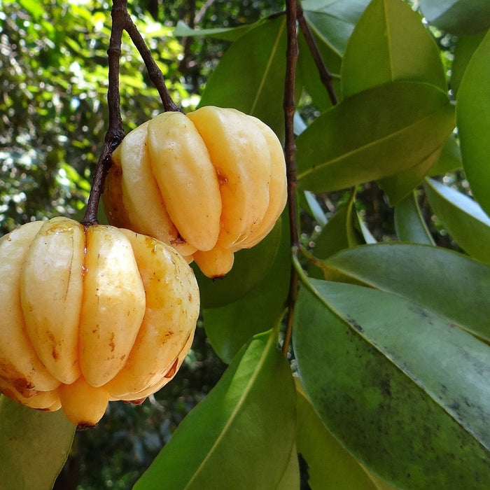 Garcinia Cambogia| NaturesZest