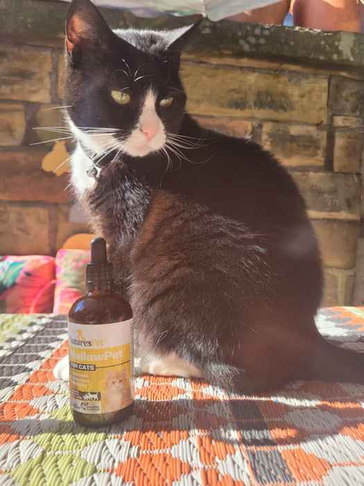 MellowPet for Cats – Advanced Calming Supplement for Stress and Anxiety 120ml Liquid