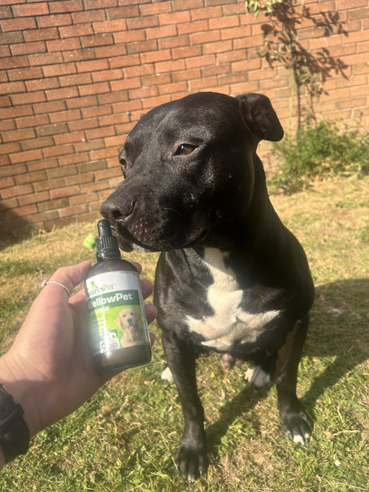 MellowPet for Dogs – Advanced Calming Supplement for Stress and Anxiety 120ml Liquid