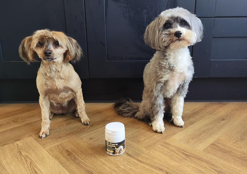 GI Care - Probiotic with Prebiotics for Dogs and Cats – Advanced Digestive Support